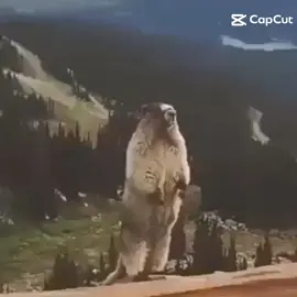 ただ叫ぶだけ#猫ミーム 