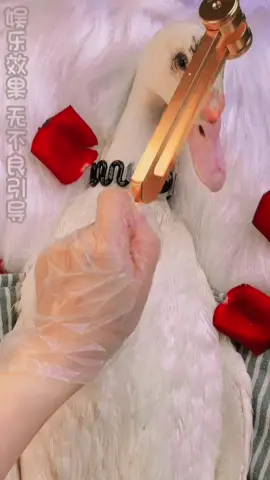Spa the Duck 🦆and then cook #Foodie #foodtiktok #tiktokfood #ASMR #videoviral #trending #viral #foryou #funny #viral #tiemspathucpham #🦆 @Tiệm Spa Thực Phẩm 🥘 @Mehmetbutcher 