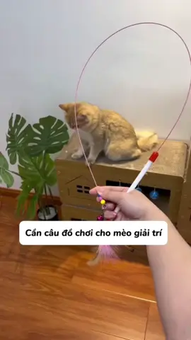 Chơi quên lối về luôn #CapCut #mèo #MiMiuPet #xuhuong #petshop #hạtchomèo #cầncau 