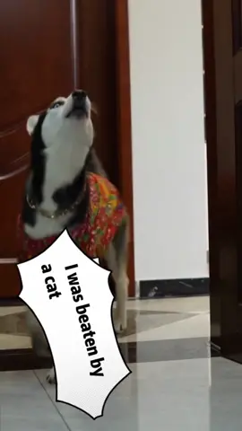 funny dog #pet #cat #dog #animals #haha #cute #fuunyvideo #funnyhai19 