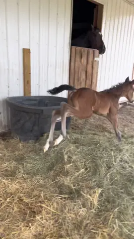 Moms have psychic powers! #foal #horsesoftiktok #equestrian #horsetok #baby #barnlife 