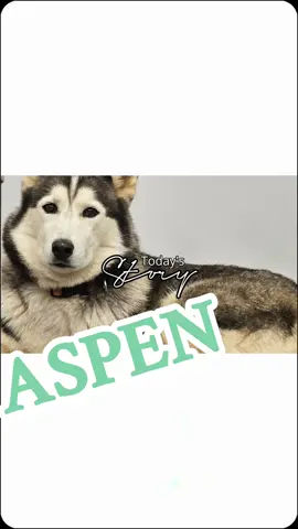 #CapCut #husky #husband #fit #Fitness #fun #parents #fyp #fypシ #viral #Home #dogs #dog #dogperson #dogsoftiktok #homedecor 