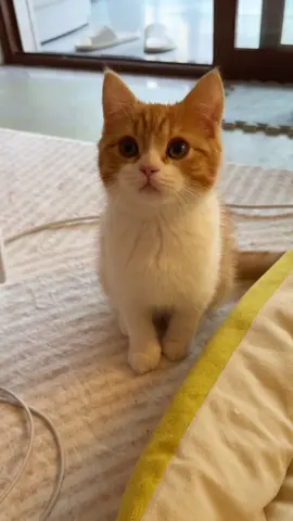 😊#cutecat #kitten #pets #fyp 