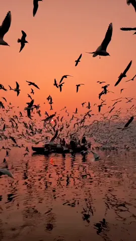 Morning boat ride with some friends. Are you afraid of birds or would you do this? 📍Yamuna Ghat, Delhi, India 🇮🇳 🎥 @photowalamusafir | IG #YamunaGhatSunrise #DelhiDiaries #BoatAndBirds #MorningOnTheRiver #IndiaTravel #SunriseScenery #BirdsOfDelhi #TranquilMoments #DelhiTravel