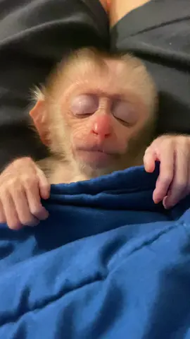 Adorable baby monkey while sleeping 🙉🙉🙉❤️❤️❤️❤️❤️🥰🥰🥰🥰 #monkeydluffy #monkey #unitedkingdom 