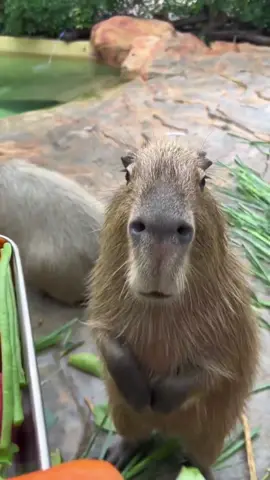 Capybaras love corn the most.😋😋😋#capy #capybara #kapybara #capybaratiktok #capybarafanpage #capybaralover #fyp #kpbl #funny #funnyanimals 