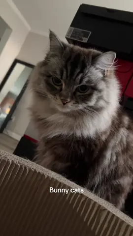 Bunny cats! #Cats #Kittys #foryoupage #famous #ragdollcat #mainecoon #longhair #Meow #girlcats #girl #female #Sanrio #HelloKitty #4u #viral #content #Meow #Female #Fendi #Gucci #Fluffy #Stinky #Famous #kitties #banana #calicocritters #Halloween #Fortnite #blackcat #bunny #catsoftiktok #cats #catlover #biscuit #baker #chef #soft #Content #exposure 