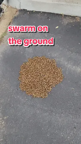 we found a tired swarm on the ground! #bees #rescue #bugs #timelapse 