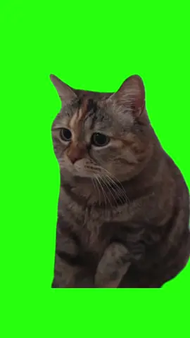Sad Cat Meme Green Screen 猫ミーム #catmeme #猫ミーム #猫ミーム素材 #greenscreen #猫ミーム日常 #catsoftiktok #xcatmeme #foryou 