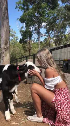 Be kind to all kinds 🐮♥️ #vegan #cow #farm #rescue #viral #fyp 