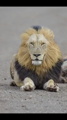 #elleafricasafaris #africanwildlife #nature 