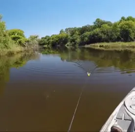 #viral #usa #fypシ #fishinglife #crazyfish #omg #fyp #fishvideos #bigfish 