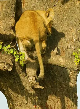 Part 38#fyp #lion #foryoupage #wildanimals 