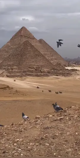 #egypt #egitto🇪🇬 #egiziani #الاهرامات🇪🇬🇪🇬 #مصر #مصر # اثار مصر#حضارة #تاريخنا_العظيم #تاريخ مصر#ادعم 