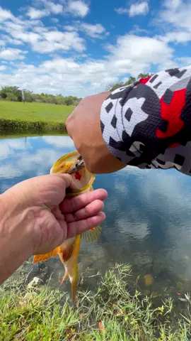 This is the first time I catch a peacock bass with parasites in its mouth. I caught it on the 3 inch assassin rigged up on the belly weighted cyclone hook.  For anyone interested my UFF long sleeve hoodie fishing tee in now available. The link to the swimbait, hook and tee im using in this video is in my bio!  #urbanfloridafishing #bassfishing #fishingvideos #peacockbassfishing #southfloridafishing #canalfishing #swimbaitfishing #freshwaterfishing #pondfishing #bankfishing #strykerswimbaits 