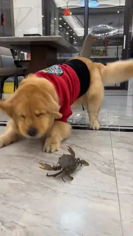 #goldenretriever #dogsoftiktok #fyp 