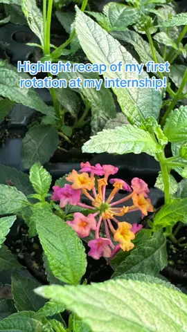I've had a blast the last 7 weeks working at one of the locations of Tagawa Greenhouses for my internship, and here's a brief summary of working with 