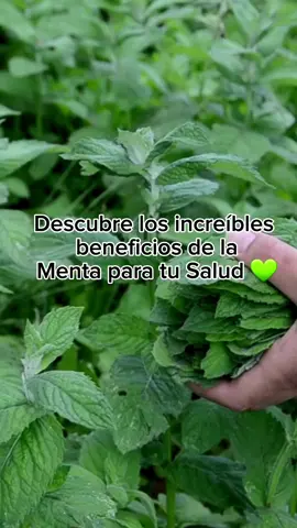 3 Beneficios de la Menta que no sabías 🌱 #huerto #encasa #menta #propiedades #relax #rapido 
