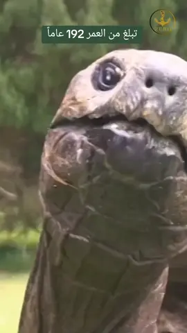 #السلحفاة_جوناثان #معلومات #حقائق #غرائب #عجائب #عجائب_وغرائب #infoandfacts #حول_العالم  #حيوانات #اعجاز #tiktok #Jonathan #zero #explore  #Santamarina 