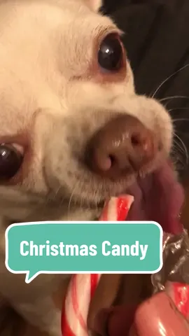 We’re missing Christmas Candy today! #seniordog #tofuthechi #chihuahua #christmascandy 