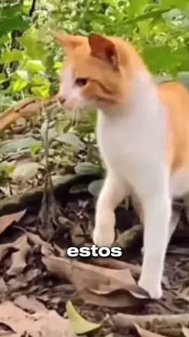 🐱