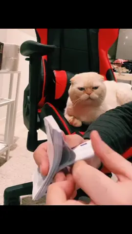 #cat #cute #foryou #tiktok #catoftiktoks 