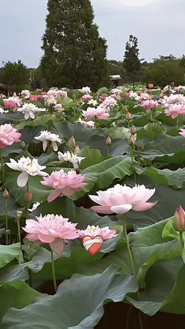 versi bunga:𝙡𝙤𝙩𝙪𝙨/𝙩𝙚𝙧𝙖𝙩𝙖𝙞 bunga lotus/teratai dijadikan sebagai simbol kelahiran dan penciptaan, serta simbol kearifan Nirwana yang begitu kuat.lotus/Teratai juga dijadikan sebagai simbol kehidupan yang merepresentasikan kesucian. Hal ini dilandasi oleh keberadaan teratai yang tumbuh di lumpur. ___________________________ #bungalotus #teratai #bungacantik #loveflowers #aestheticflowers #foryou #fypシ #lotus #💐💐💐💐 