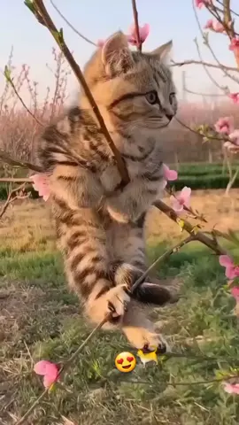 #صباحكم_سعادة  #قمرة_يا_قمرة  #فيروز #cat #قطة  #صباحات #صباحيات_فيروز 
