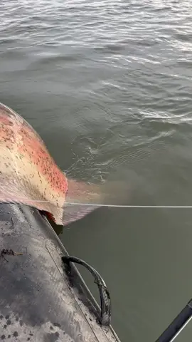 Sunday ! 🙏🎣 #fishing #pescuit #catfish #catfishing #relax 