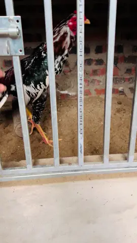 Mơ con 26 chân nguyên cựa k