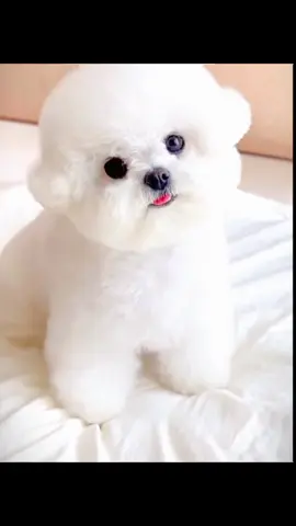 #dog #cute #foryou #tiktok #catoftiktoks 