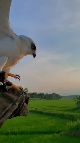 Info spot soar bolo🦅👋#Elangtikus #BWK #fypシ゚viral #fypage