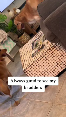 Brudder tyme is da bes tyyme! #dogsofttiktok #goldenretriever #puppy 