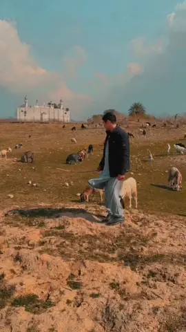 Layric video❤️🇦🇫#cupcat #afghanistan🇦🇫 #ازبیک_تاجیک_و_هزاره_پشتون_ما_همه #followback #uzbekistan 