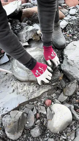 Here’s a Lytoceras Ammonite fossil which we found today along with one we have in our collection! This is one of the more well preserved specimens of this particular fossil that we have. What do you think? If you would like a fossil similar to this or to crack open some of your own Jurassic rocks please message us directly or visit our website Yorkshirefossils.NET 🦕🦖 Thanks in advance for supporting the page #natural #nature #fossil #fossils #ancient #animals #art #ammonite #ammonites #dinosaur #scientist  #minerals #paleontology #whitby #geologist #dorset #geology #charmouth #jurassic #yorkshire #fyp 