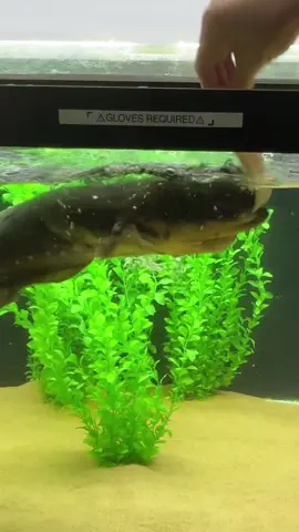 Feeding Glizzy, my 6 Foot Electric Eel! #electriceel #eel #electriceels #electricfish #eel #monsterfishkeepers #fishkeeper #monsterfish 