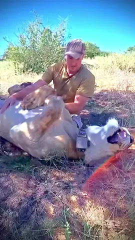 Happy Birthday lovely Sirga! 12 year old today and healthy and happy in her natural habitat.