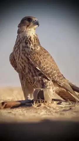 اهـروج بـعـض الـوادمـم مـالـهـا خـانـه😎👌🏻#الشيباني #العبدلي #الخاصرة #عفيف #الدوادمي #ترند_تيك_توك #عتيبه 