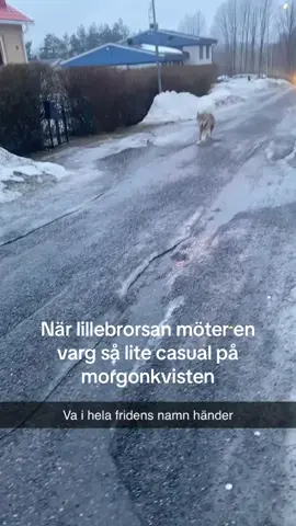 Att han också bara går vidare i livet och säger ”nu måste jag till bussen” bland det roligaste jag sett #varg #fouyou #fyp #sverige 