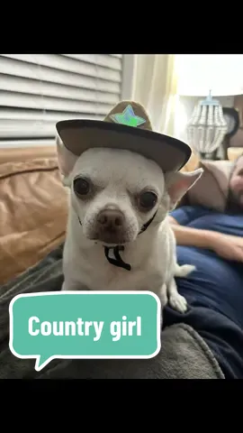 She’s gone country! #seniordog #chihuahua #tofuthechi #countrygirl 