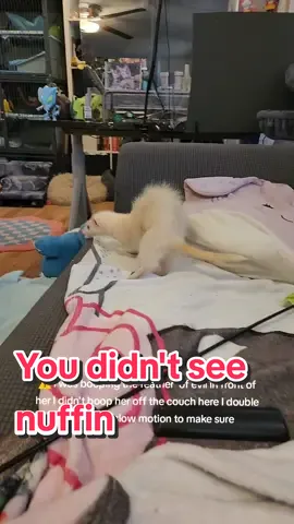 Mochi miscalculated the jump and then backed away so fast like 