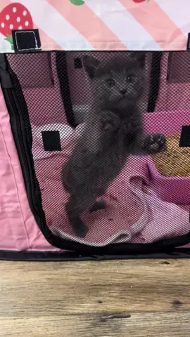 If the past 24 hours have told me anything - it’s the fact that kitten season is officially here. Taking deep breaths and saying ALOT of prayers for this season as I just have a feeling it’s going to be harder than it’s ever been.  In just one days time I have taken in 3 adult cats and 7 kittens in addition to the 2 adult cats and 4 kittens I already had (+ 2 foster dogs lol). I have also placed / am getting help for 2 pregnant mama cats and another mama cat who just gave birth to 6 babies. All in 24 hours yall.  Please send a prayer and all the good vibes for your rescue and shelter friends. If you’ve ever thought about fostering or volunteering, now’s the time!! Reach out and I will happily point you in the right direction🤍  Also as a side note / if I haven’t said it a million times already you all are the BEST!! We’ve raised $210 so far towards our donor match to buy the incubator!!!! We’ve got 6 days and $500 more to go and I just know in my heart that we’re going to get there.  www.yourlocalfurmama.com/resources or click the link in my bio #rescueanimals #rescueanimal #animalrescue #RescueKitten #RescuePuppy #KittensAndPuppies #FosterKitten #FosterPuppy #PuppyLove #KittenLove #animalshelterrescue #animalrescuer #rescueanimalsofinstagram #supportanimalrescue #fosteringsaveslives 