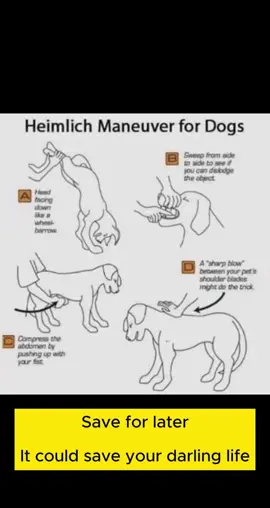 Save this piece, it could save your dog life in futurre #dogcpr #doglovers #puppy #dog