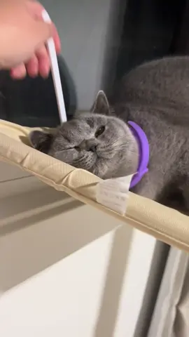 Stormi has been so stressed in her new home, she wasn’t eating or interacting with me. So I tried this calming collar & what a difference it made! She plays with me now and feels much more comfortable around me.  This is the specific collar I used  @TriOak Calming Collar  #britishblue #bshkitten #britishshorthair #catsoftiktok #cattok #catbiscuits #catkneading #cattok #stormithebritishblue #newkitty #cattok #fyp #foryoupage #catsforlife #cattips #catwalk #catootd #catvideo #animals 
