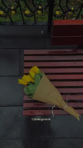 Uykulu gözlerle, Döndüm rüyamdan Sana sarı laleler aldım Çiçek pazarından 💐 #sarılaleler 