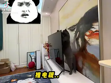 #huck --busttolderthendirtgroy#huckubus #ttolderthandirtgroup #catsoftiktok #funnycats #badcats #catsdestroyingthings . 