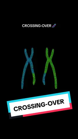 Crossing-over 🧬 #vocabulaire #scientifique #crossing #fichederevisions #svt #bac #cours #soutien #scolaire #baccalauréat #2024 #biologie #lycee #universite #eleve #etudiant #adn #tiktok #viral #pourtoi #foryou #charmleguide #mrcharmane  @Mr CHARMANE 