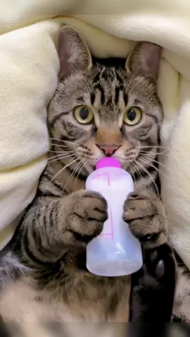 Drink at least three bottles of milk every day🤣#pet #fyp #cat #cutecat #catsoftiktok #cats #funnyvideos 