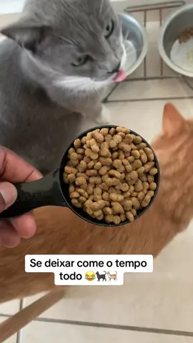 Se deixar come o tempo todo 😅 . . #gatostiktok #goviral #cat #vidadepet #pet #petshop #meme #monetizartiktok #famosos #whiskas #golden #racao #racaodegato #racaogolden 