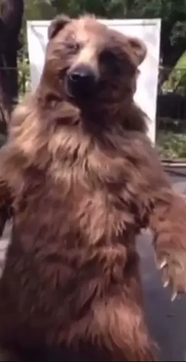 Teddy beard#ours#drole#shadow #boxe#teddybear #fun#PourToi #foryou #fvp 